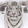 user1913501869312