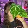 greenhouse.bella