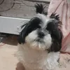 tet.bibi