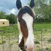 horse.lover165