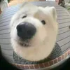 Lilisusu