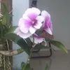trang.l5386