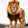 www.leon.com557