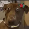 ghetff_z7