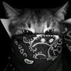 falzz_42