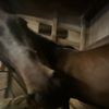 lilyandherponys