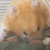 muffin_the_hamsterrrr