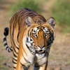 harimau_ke4