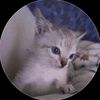 jmcococat