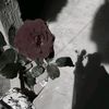 basmalasameh356