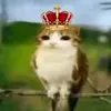 nyancat.e