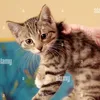 mokoko_lover0