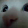 iluvmycatsssm