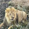 stalion