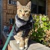 KodakKatz