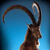 markhor122_