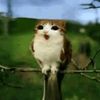 audaz_gg