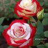lesly.salazar80