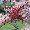 olrewa1