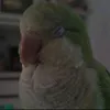 nunesx91