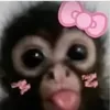 bolofa_