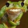 froggerfrogger0