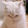 angrycupcake681