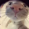 chi_chuche68