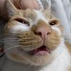 Cat Laugh Memes