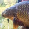 karp.amur.wdkarz