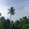 celenghutan_4