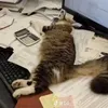 cuccutcuteo