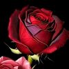 user5516062820504
