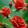 user8748290540665