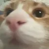 abcdefghijklmopqxx
