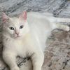 leylasaray12