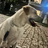 ximango8