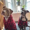 biscuit_gravy_pitties