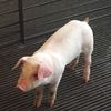 3littlepigsplus21