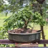 bonsai.hoainhon