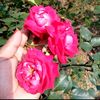 bristi4465