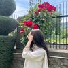 rose__440