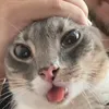 hello_ate_ja