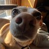 dogscatsdogscats