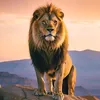 shahzada.army6