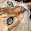 bothebengalcat