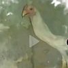 arok_agyzok