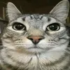 memaybeo7777
