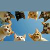 alif_7042