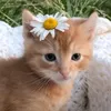 mila_kitty013